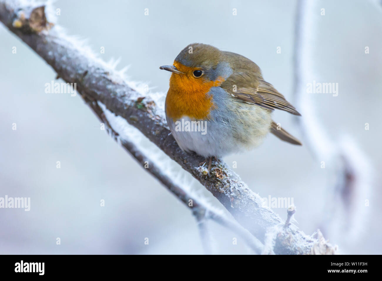 Europäische robin Erithacus rubecula Singen auf eine Niederlassung in Schnee während der Wintersaison Stockfoto