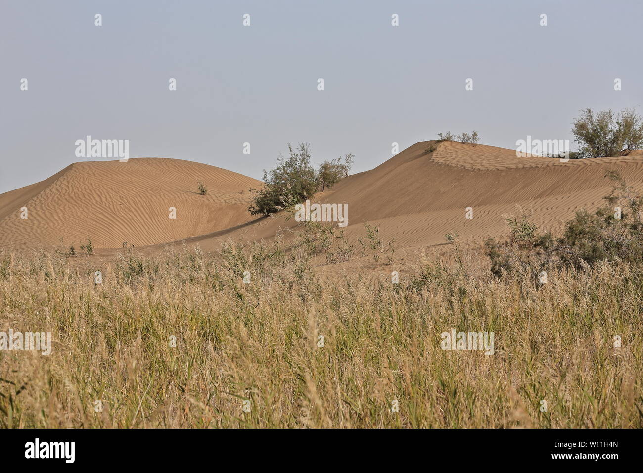 Tamarisk hispida Fotos und Bildmaterial in hoher Auflösung Alamy