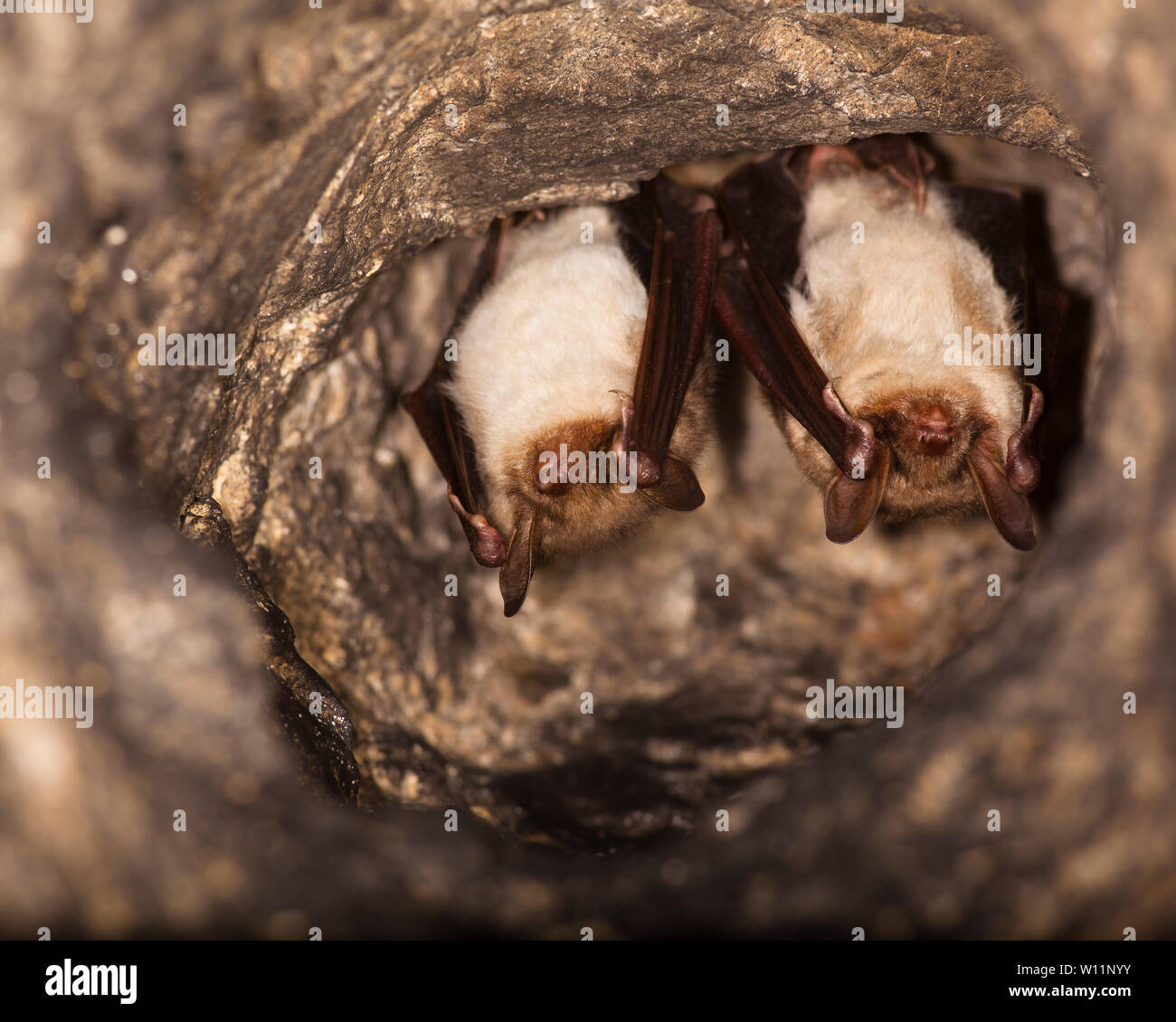 Schließen Sie zwei seltsame Tiere mehr mouse-eared Myotis myotis Fledermäuse kopfüber in das Loch der Höhle und Hibernating hängen. Wildlife Fotografie. Stockfoto
