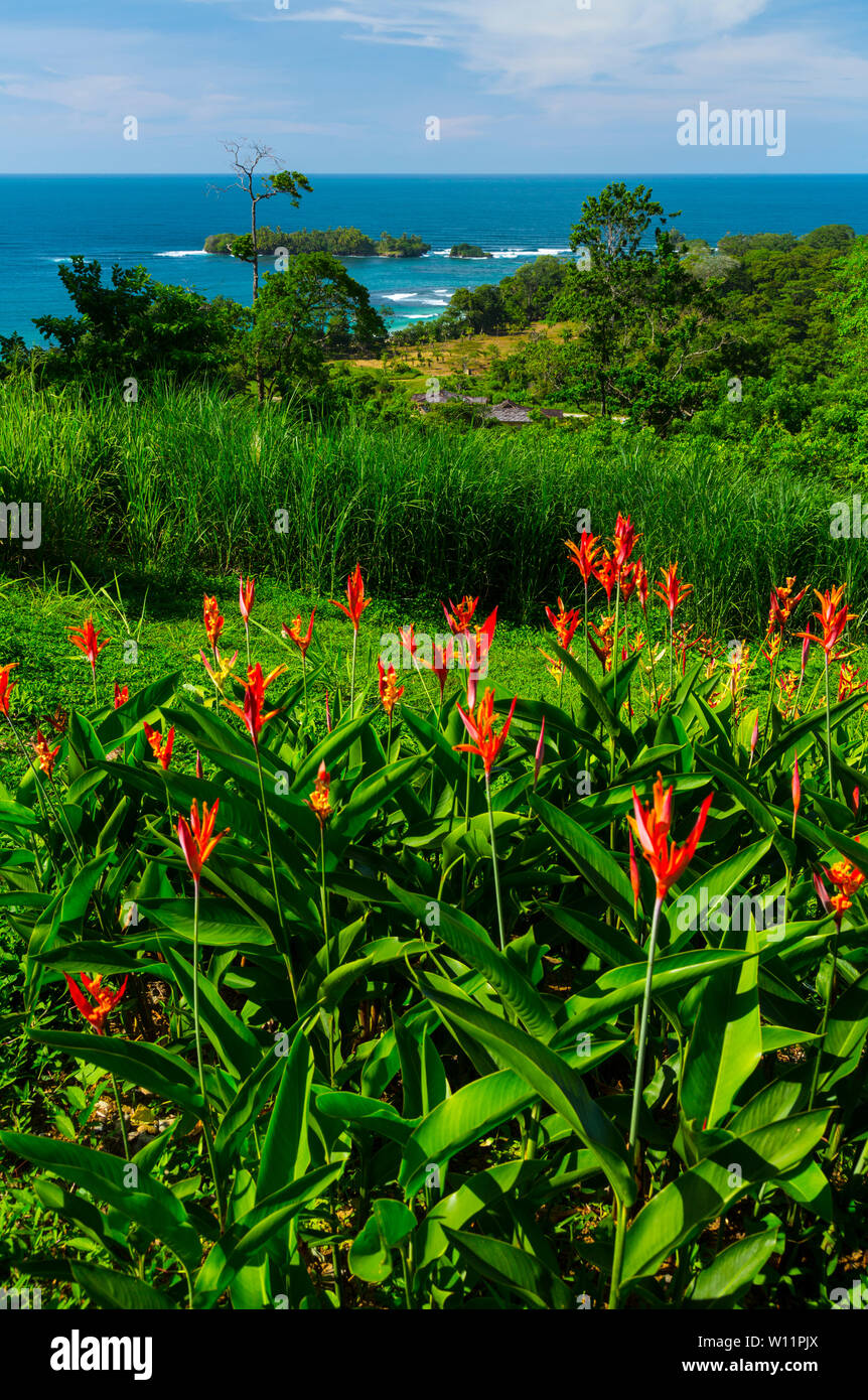 Insel Bastimentos, Bastimentos Marine National Reserve, Bocas del Toro Archipel, Provinz Bocas del Toro, Panama, Mittelamerika, Nordamerika Stockfoto