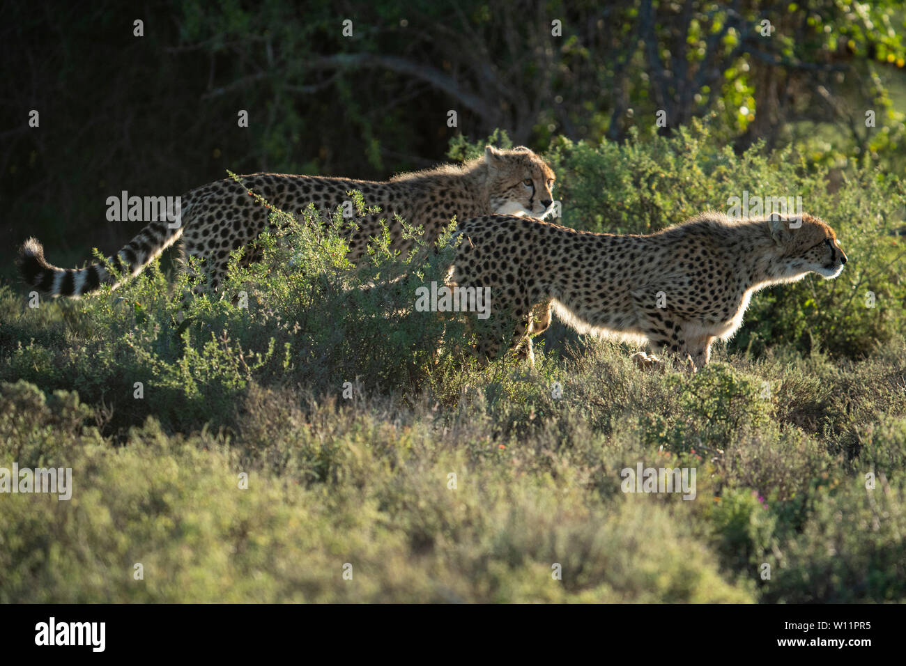 Geparden, Acinonyx jubatus, Samara Game Reserve, Südafrika Stockfoto