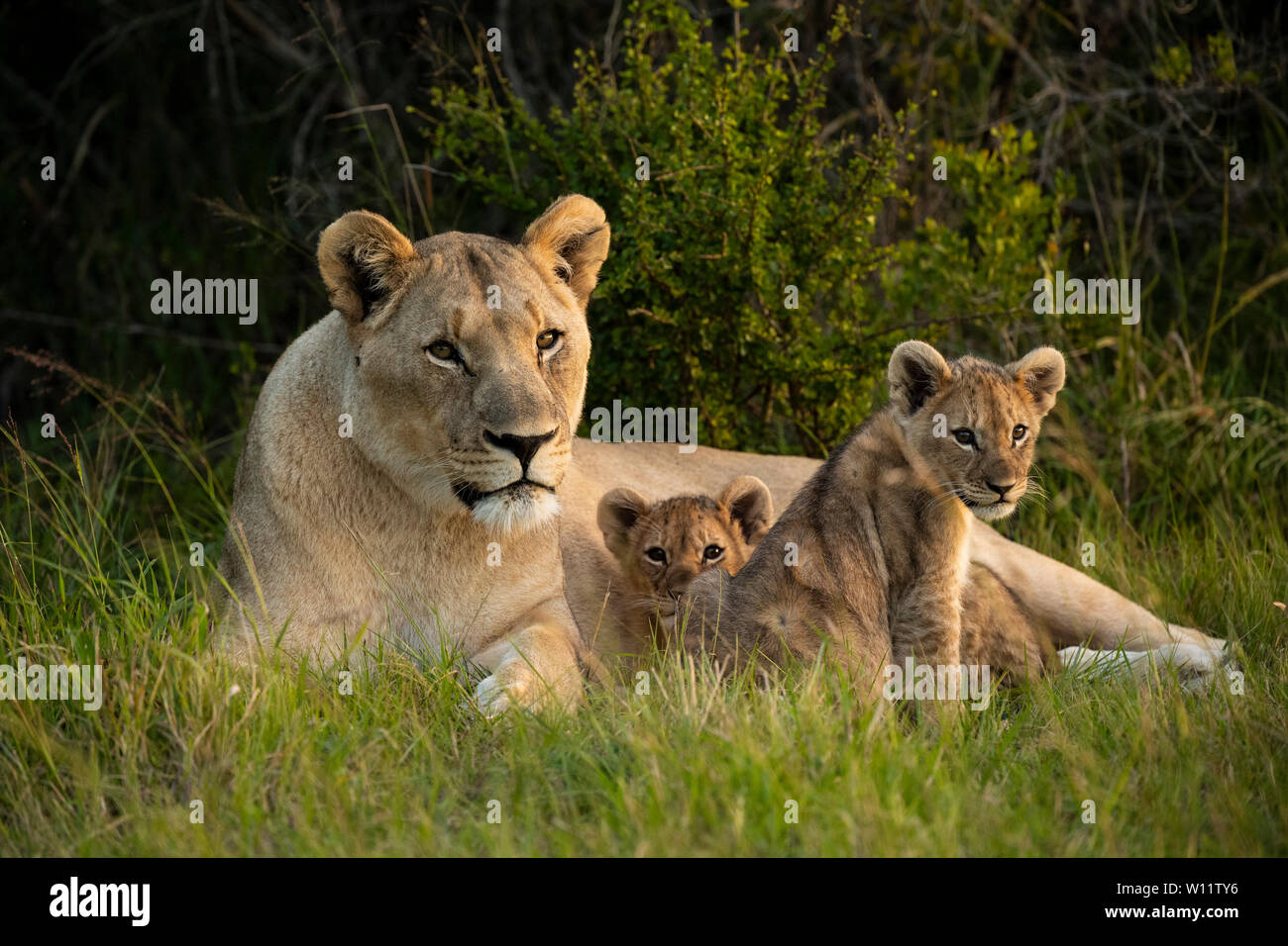 Löwin mit Jungtieren, Leo, Panthero Sibuya Game Reserve, Südafrika Stockfoto