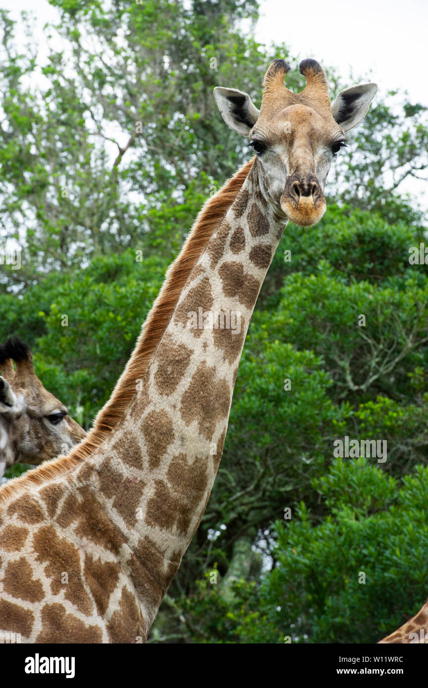 Südliche giraffe Giraffa Camelopardalis giraffa,, Sibuya Game Reserve, Südafrika Stockfoto