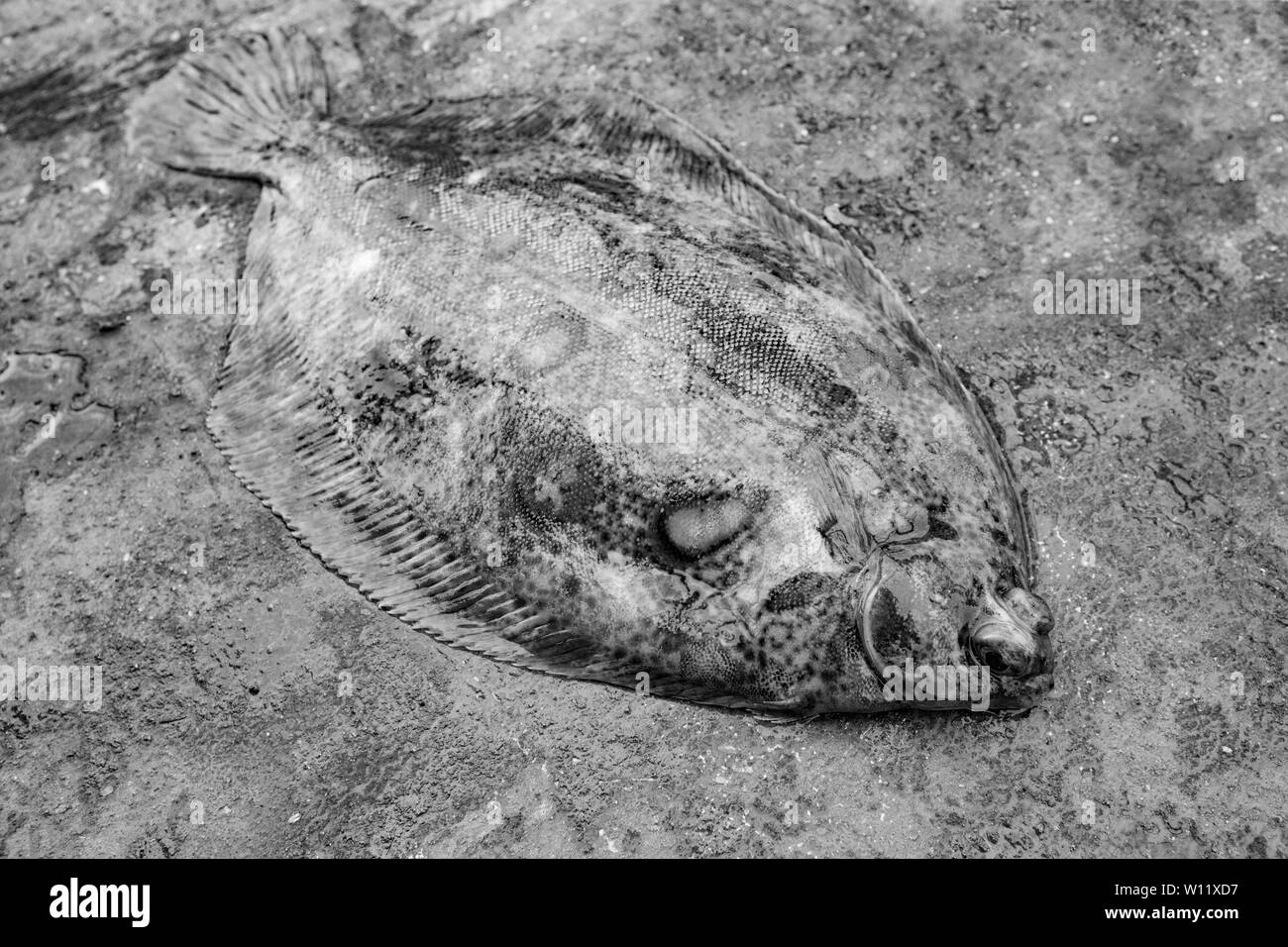 Die Rotzunge, Microstomus Kitt, an Deck eines Trawlers, der in einem Schleppnetz im Ärmelkanal gefangen wurde. Digitale Schwarz-Weiß-Fotografie. De Stockfoto