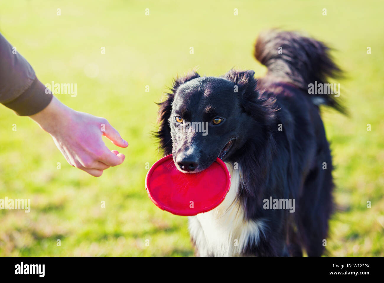 Gehorsam reinrassigen Border Collie Hund im Freien spielen im Park als das Abrufen der Frisbee Spielzeug zurück zu seinem Meister. Adorable, gut ausgebildeten Welpen genießen Stockfoto