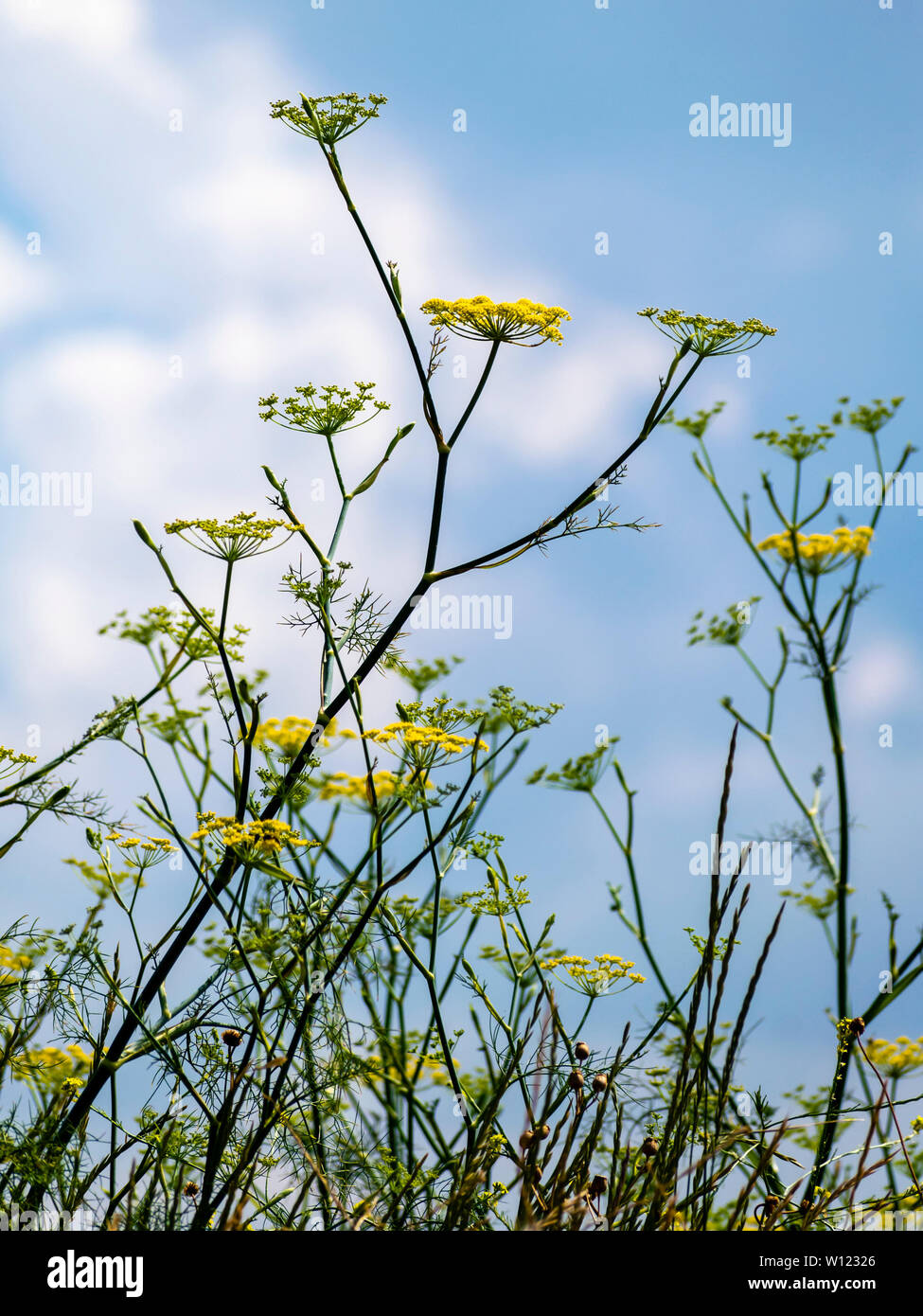 Blick auf die wilden Fenchel-Blumen, die in den blauen Himmel blicken Stockfoto