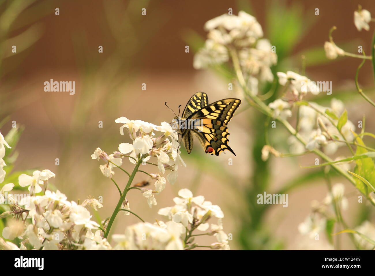 Natürlichen Weltwunder - Scheinwerfer auf insektenarten - Schwalbenschwanz Schmetterling, Pieris Rapae. RSPB Strumpshaw Fen, Norfolk, Großbritannien. Sommer 2019. Stockfoto