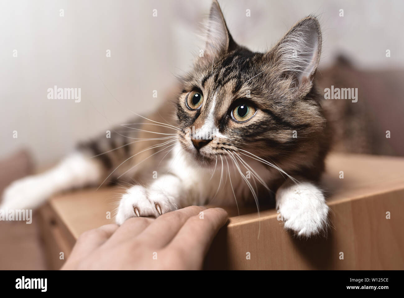 Katze Schaut Beim Spielen Nur Zu Feline Cute Stockfotos und -bilder Kaufen - Alamy