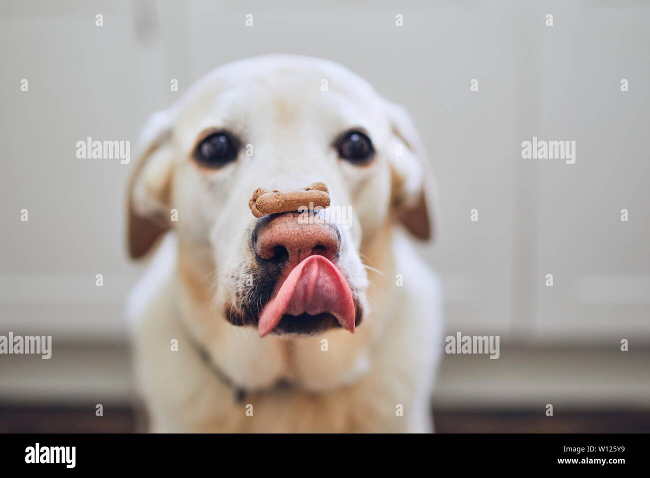 Labrador Retriever balancing Hund Keks mit Knochen Form auf seine Nase. Stockfoto