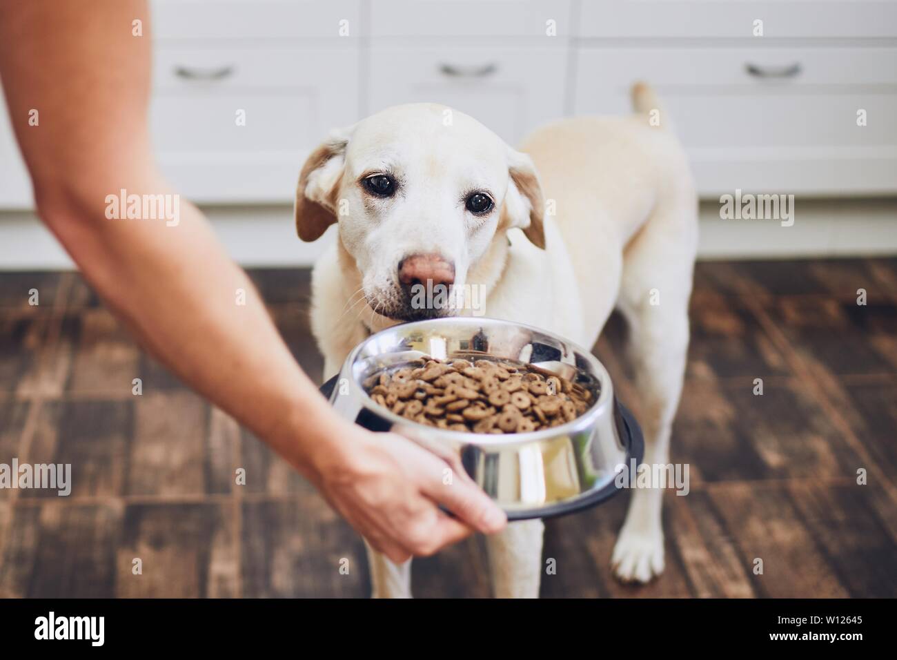 Das häusliche Leben mit Haustier. Fütterung hungrig Labrador Retriever. Eigentümer gibt seinem Hund Schüssel von Granulaten. Stockfoto