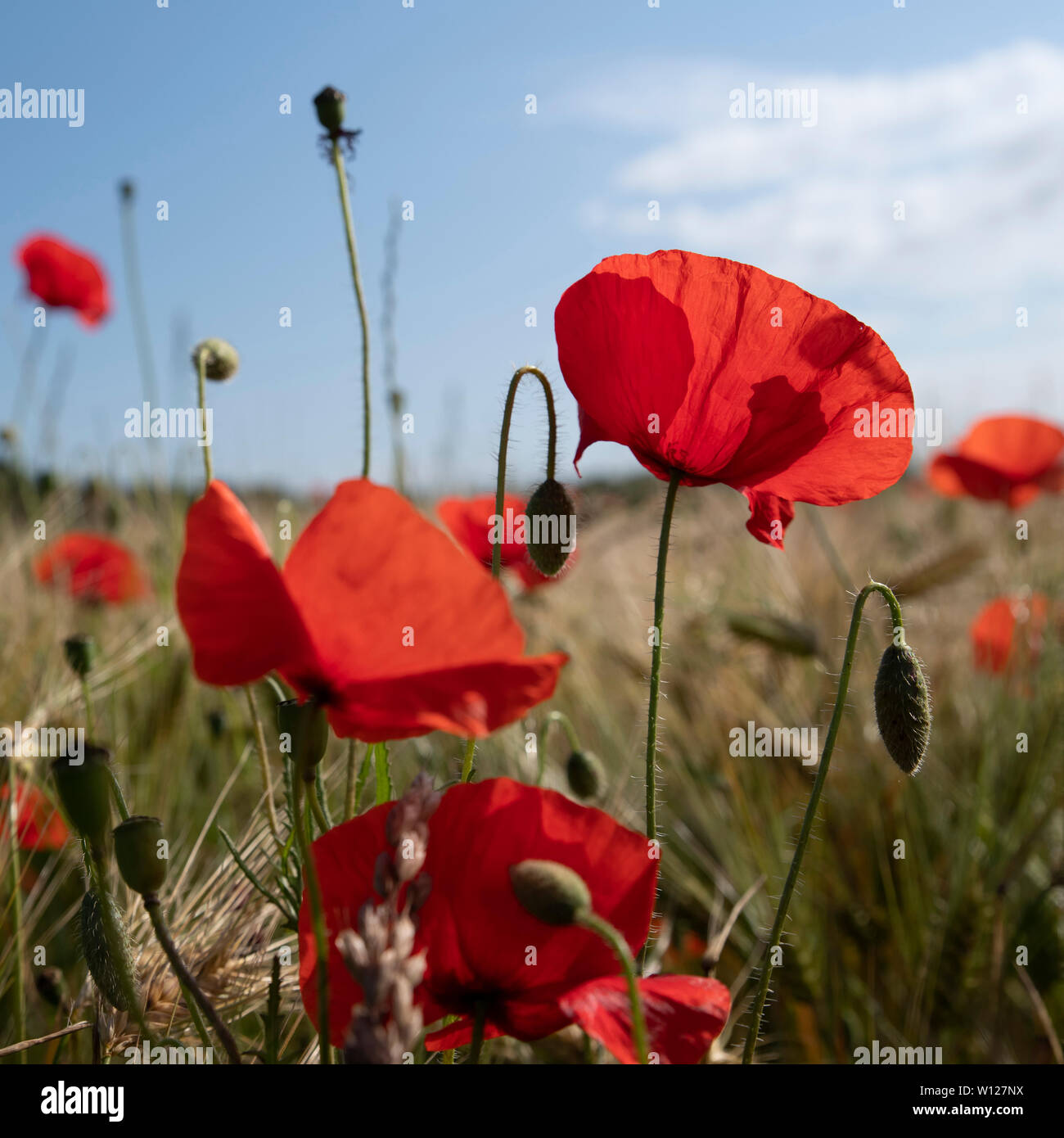 Close-up von Mohn in einem Weizenfeld Stockfoto