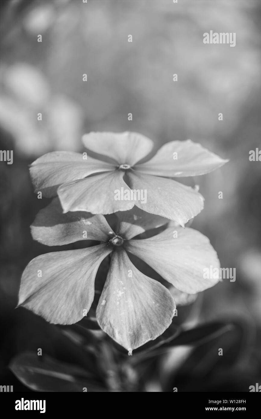 Blumen in Graustufen Stockfoto