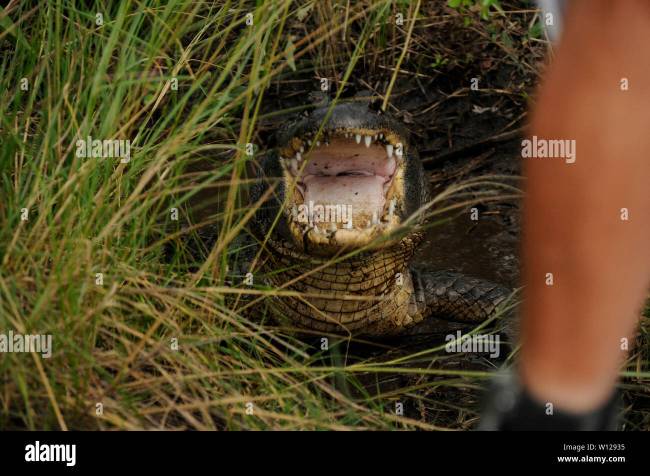 Krokodil in einem in der Nähe von New Orleans, Louisiana swamp Stockfoto