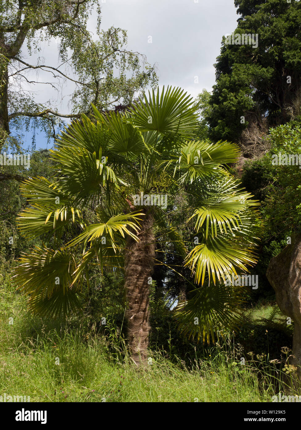 Chinese Windmill Palm oder Chusan Palm, Trachycarpus undulata, Worcestershire, Großbritannien Stockfoto
