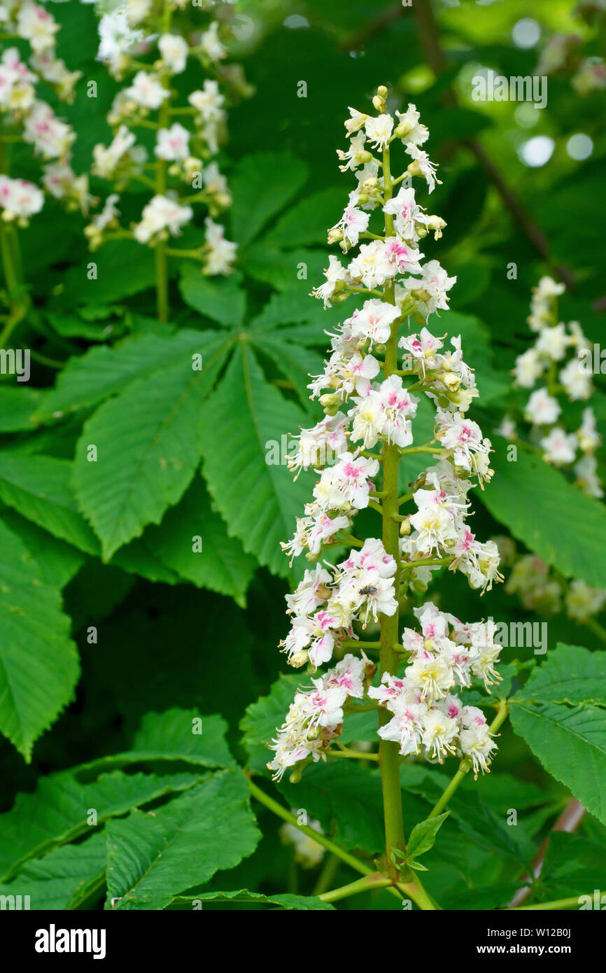 Rosskastanie oder conker Baum (Aesculus hippocastanum), in der Nähe des beeindruckenden Spike von Blumen der Baum produziert im Frühjahr. Stockfoto