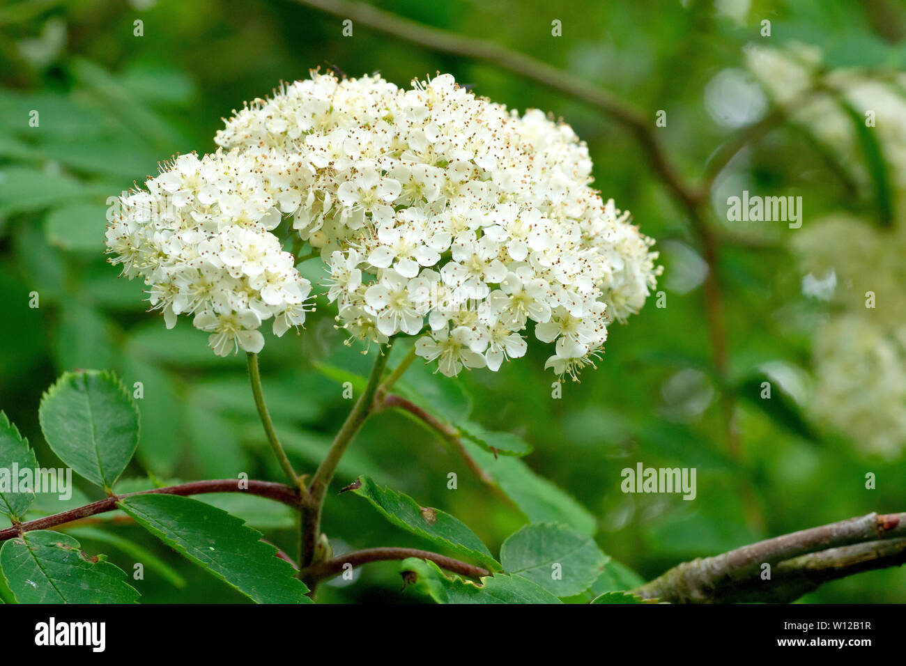 Rowan oder Eberesche (Sorbus aucuparia), Nahaufnahme der weißen Blüten im Frühling. Stockfoto