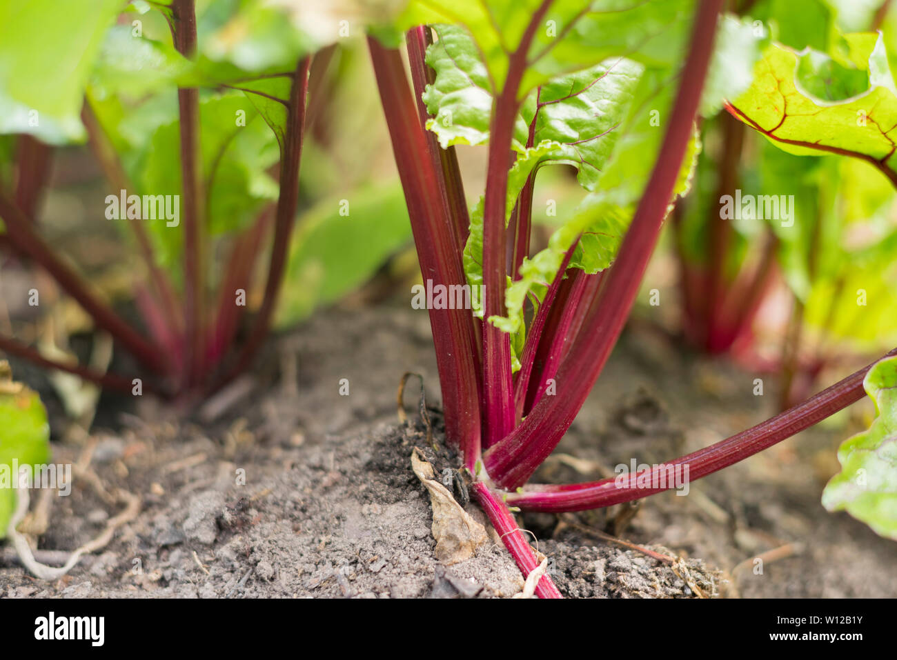 Bolthardie Rote Bete wächst im Garten in Schottland, Großbritannien Stockfoto