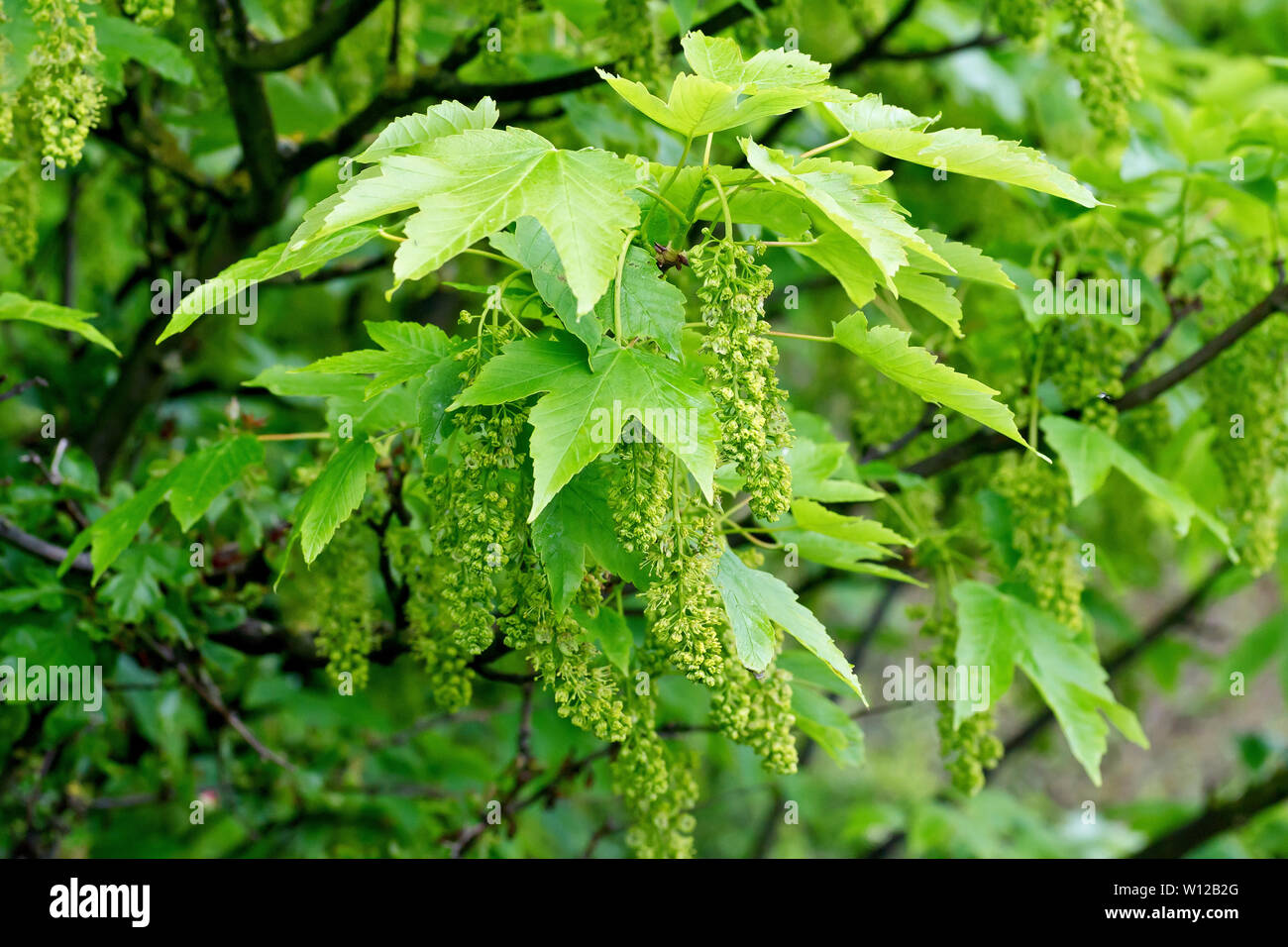 Bergahorn (Acer pseudoplatanus), Nahaufnahme der Blüten und Blätter am Baum im Frühling. Stockfoto