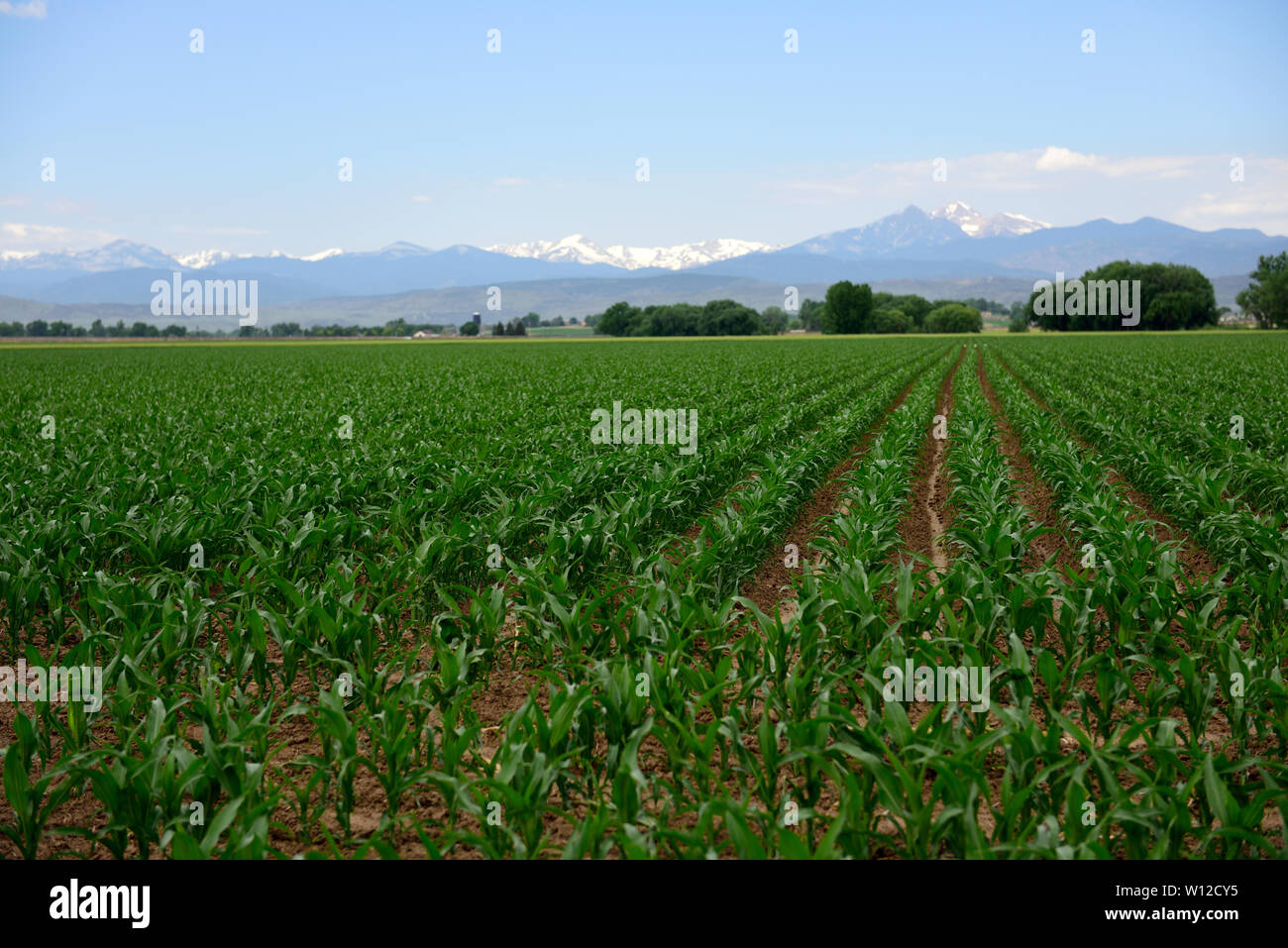 USA Landwirtschaft, große Felder und Reihen von Mais wachsen auf der Front Range der Rocky Mountains, Colorado, USA Stockfoto
