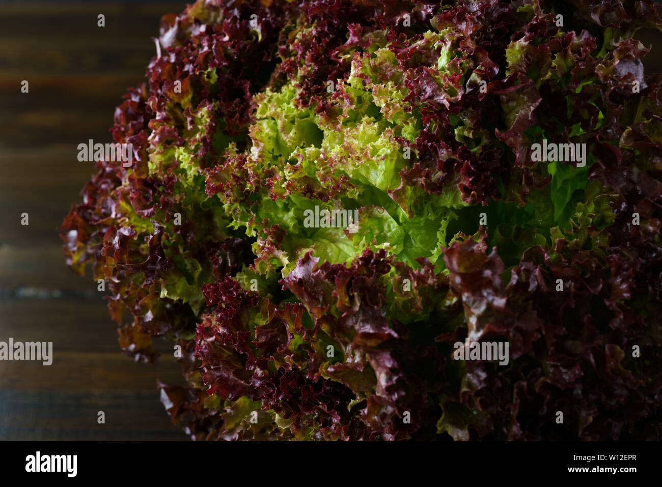 Frische organische Lollo Rosso Salat. Dunkler Holztisch, hohe Auflösung Stockfoto