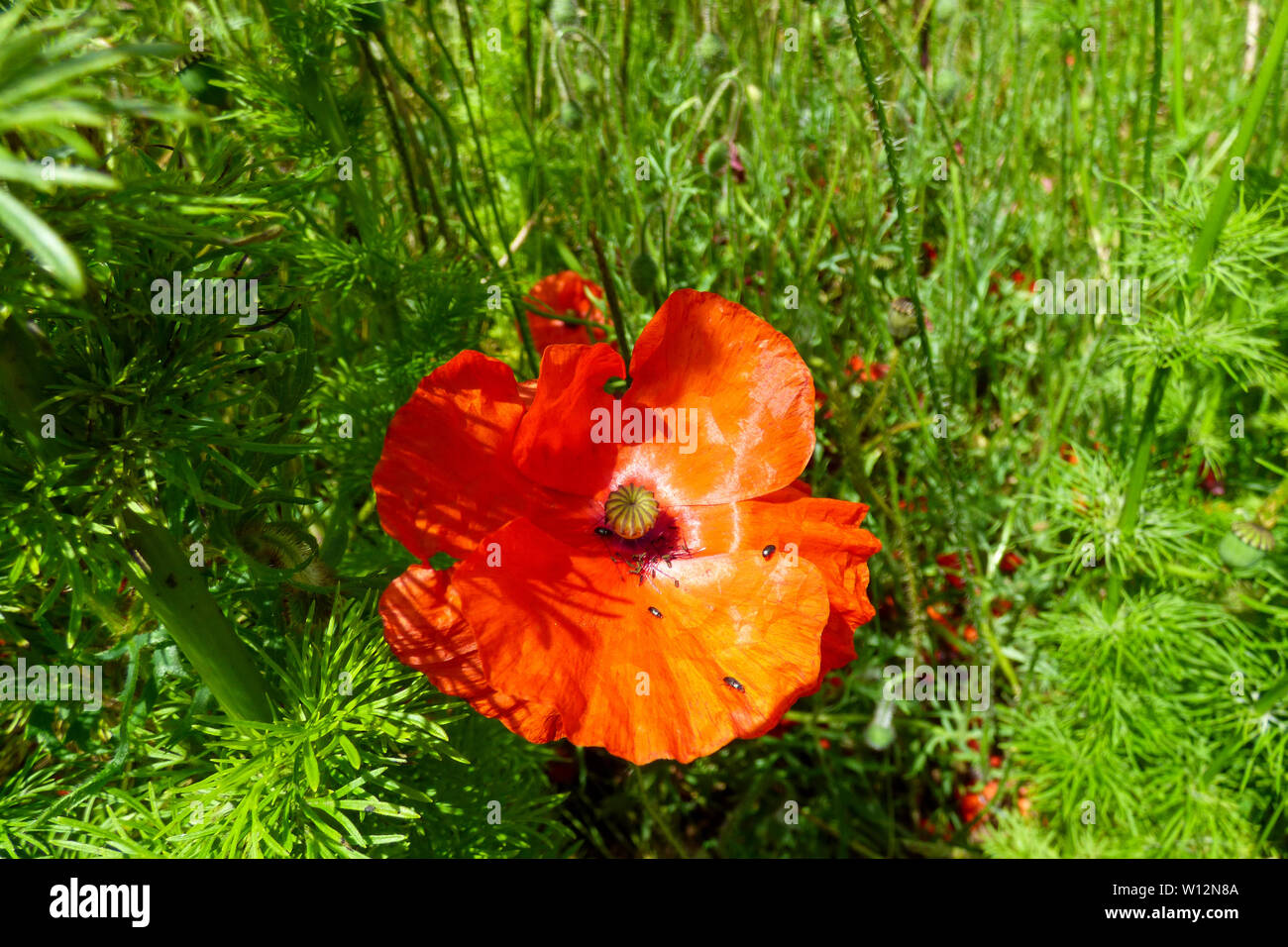 Das Konfetti Felder, Wick, ummerstadt Stockfoto