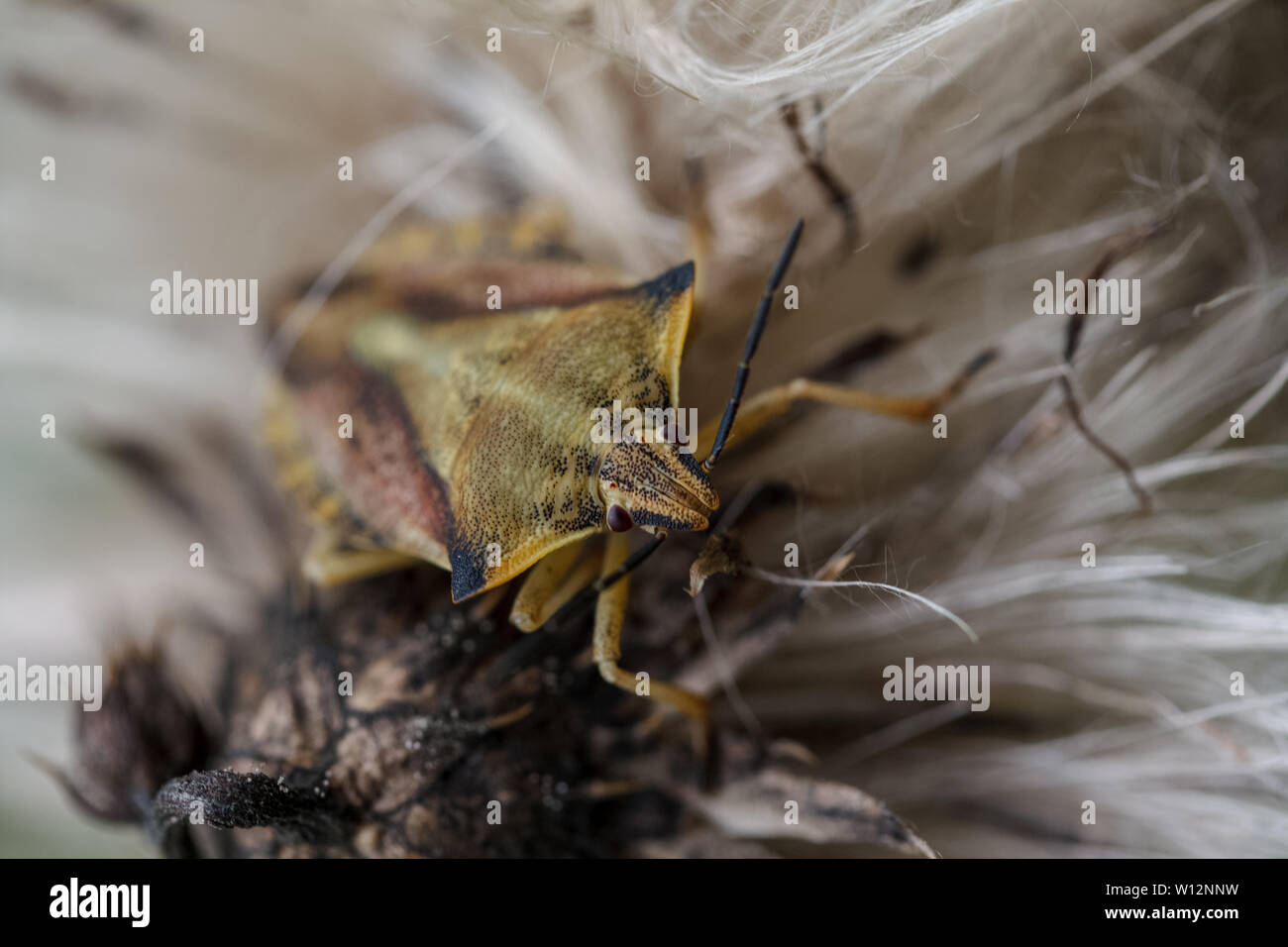 Kleine Monster von oben gesehen Stockfoto