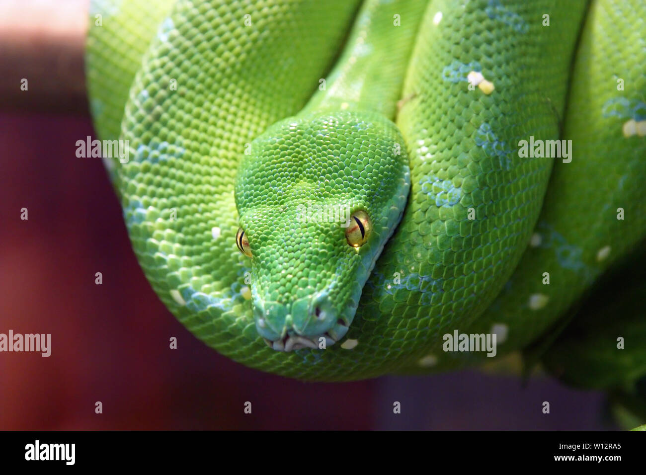 The Green Tree python (Morelia viridis) ist eine Pflanzenart aus der Gattung pyton native auf Neuguinea, Indonesien und Teil der Norden Australien Stockfoto