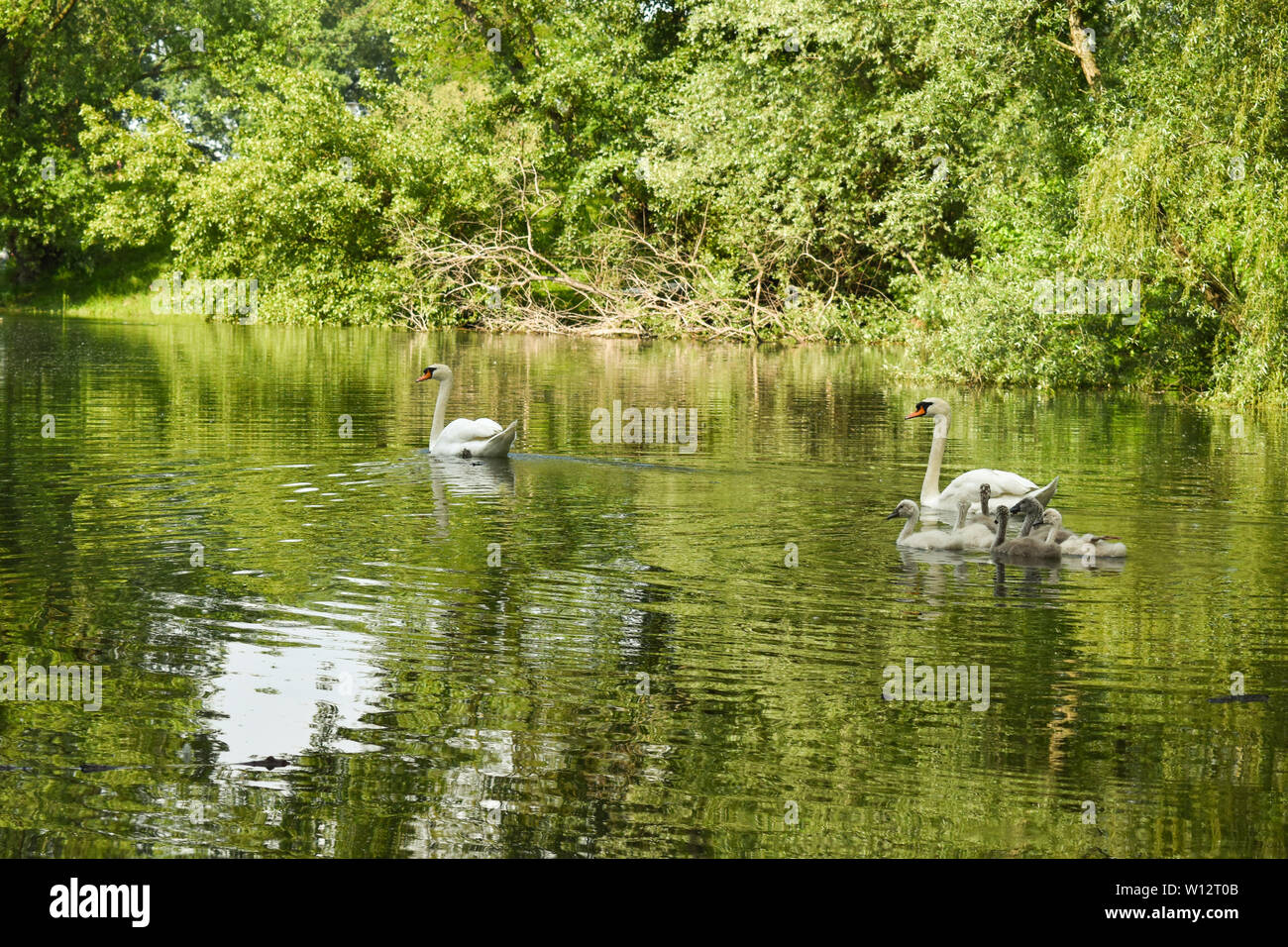 Schwäne schwimmen im See von grünen Bäumen und Sträuchern. Grünes Laub Reflexion über Wasser. Stockfoto
