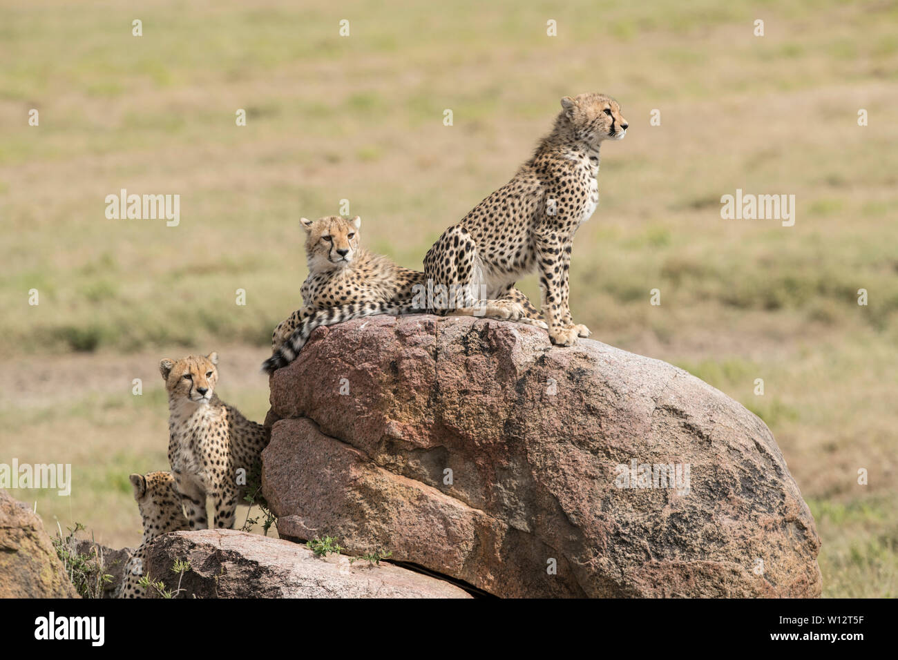Geparden auf Felsen, Serengeti Stockfoto
