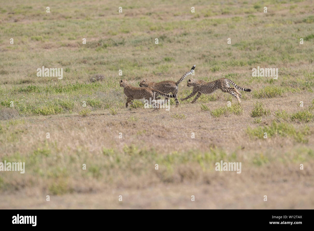 Geparden laufen, Serengeti Stockfoto