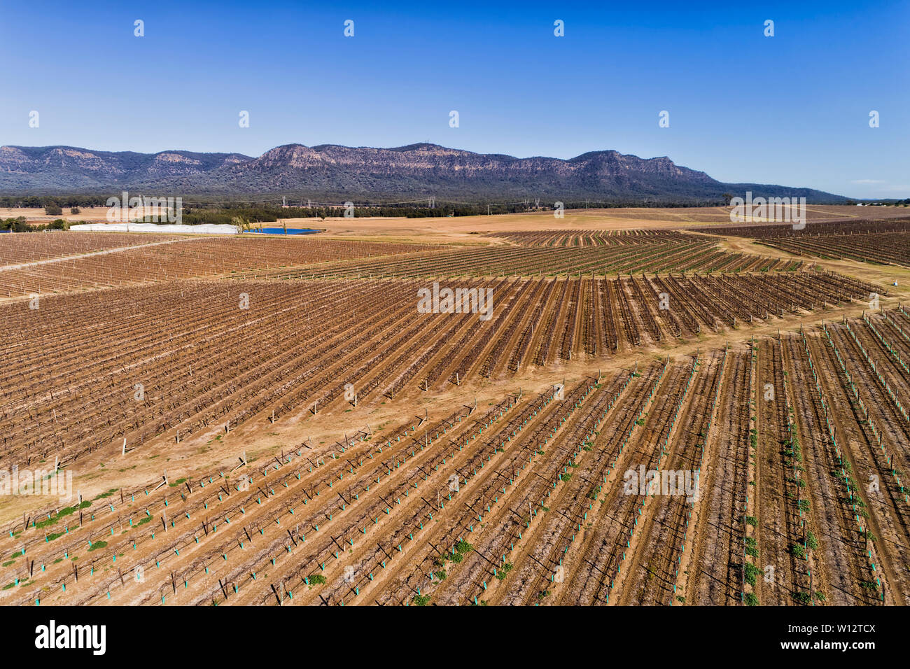 Agronomie und Landwirtschaft in Aktion um Pokolbin Weinberge von Hunter Valley Weinregion in Australien. Antenne erhöhten Blick auf Reihen von growi Stockfoto