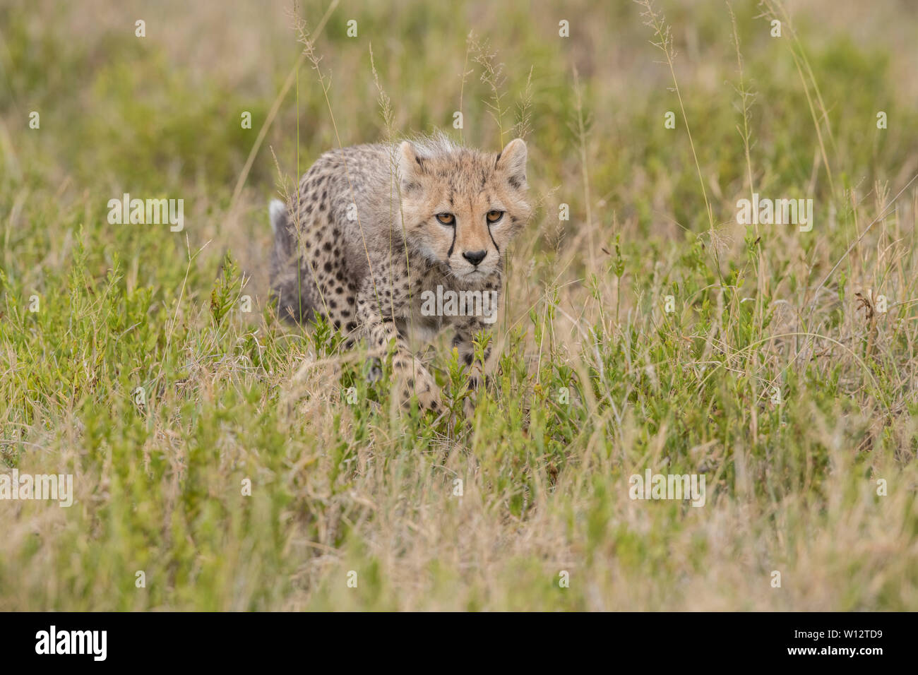 Cheetah cub Wandern in Gras, Serengeti Stockfoto