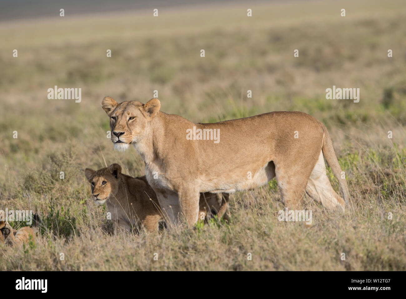 Lion cub mit MOM Stockfoto