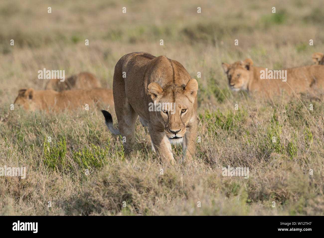 Löwin vorwärts gehen Stockfoto