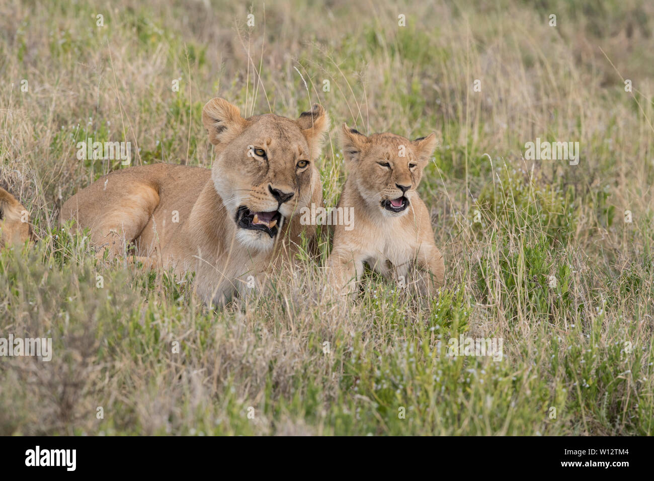 Löwin und Cub knurrenden Stockfoto