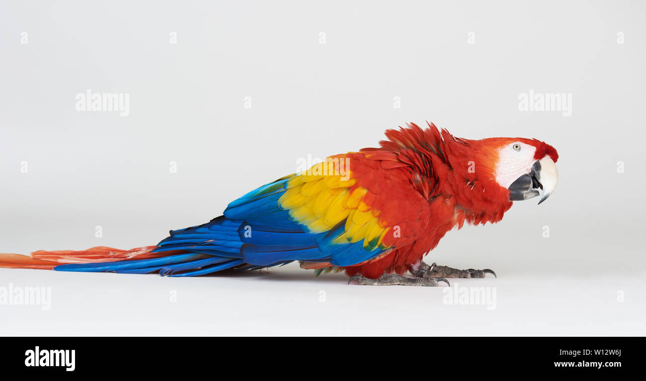 Lustige rote bunte Papagei auf weiße studio Hintergrund isoliert Stockfoto