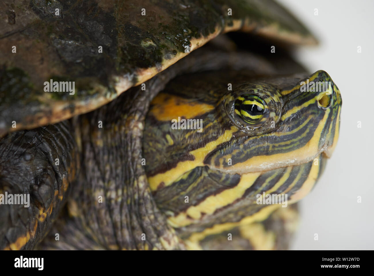 Makro-ansicht auf Schildkröte bunt Auge im Studio Stockfoto