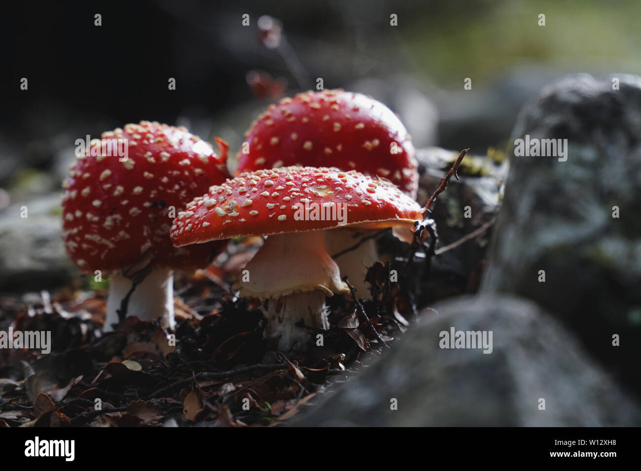 Nahaufnahme von drei giftigen Pilze in einem Wald in Neuseeland, fly Agaric Stockfoto