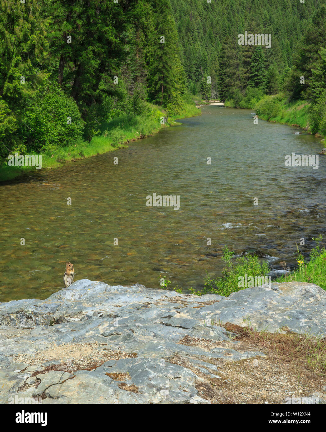 Chipmunk auf einem Felsen oberhalb der St. Regis River in der Nähe von St. Regis, Montana Stockfoto