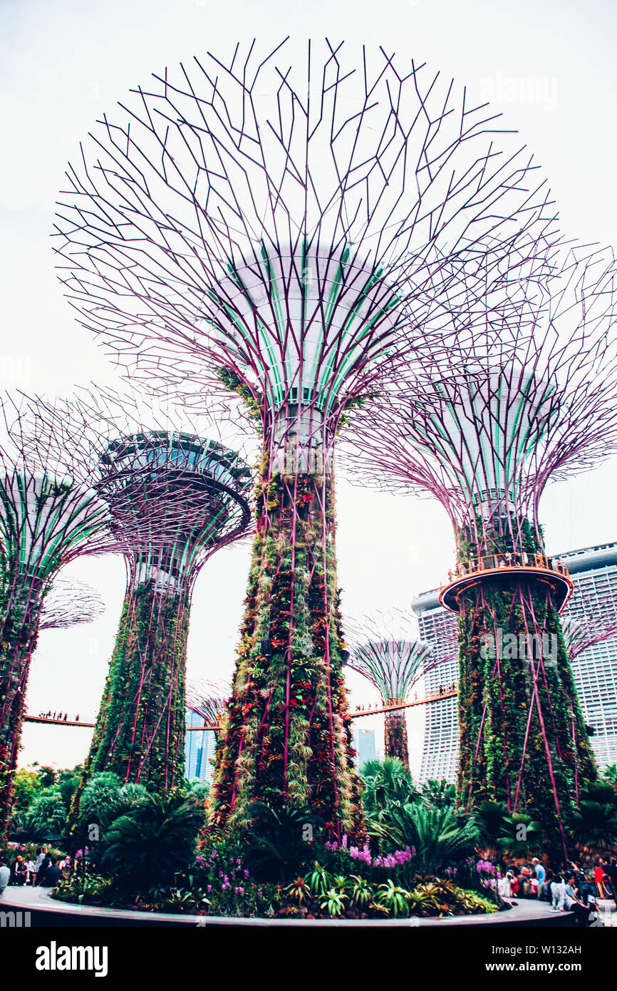 Singapur, Singapur - März 2019: Supertree Grove & OCBC Skyway im Garten an der Bucht Stockfoto