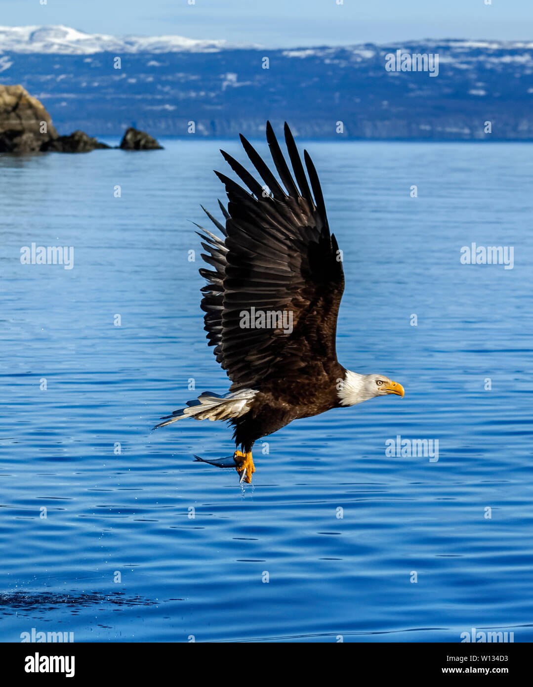 Adler über einen Fisch aus dem Wasser zu holen, klicken Sie in der Füße zuerst und ihre Krallen nutzen. Wie Sie heben, werden Sie häufig die Fische essen beim Fliegen. Stockfoto