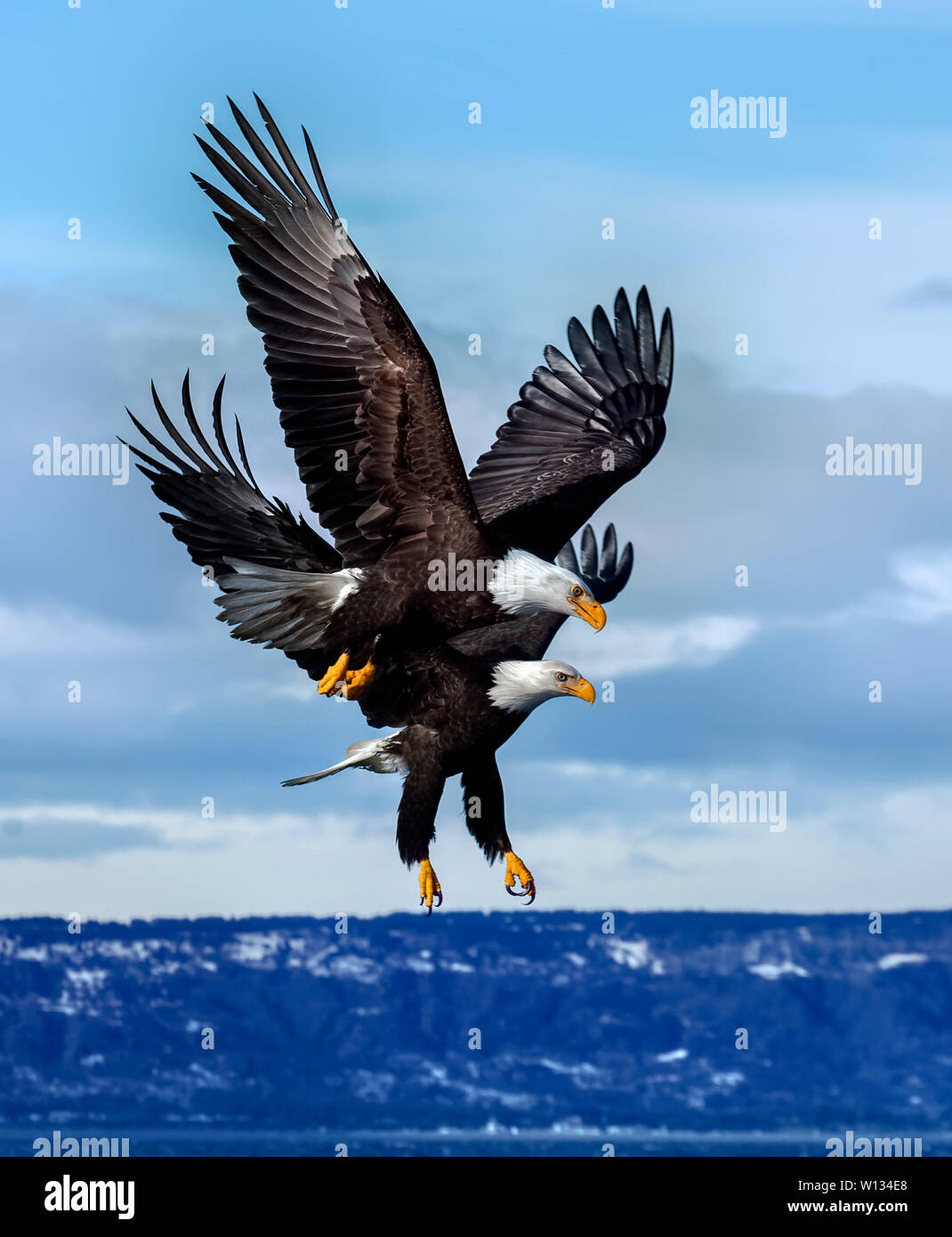 Wenn Angeln, Adler werden sehr aggressiv und miteinander konkurrierend. Mehrere Adler fliegen kann der gleiche Fisch zu greifen aber nur bekommt man es. Stockfoto