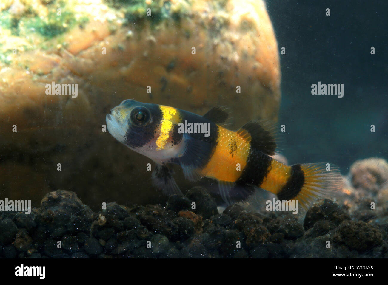 Bumblebee Grundel (Brachygobius sabanus) Stockfoto