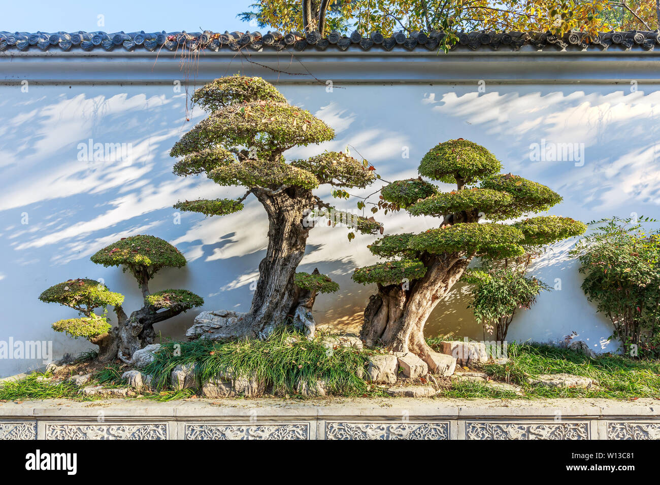 Klassische garten Bonsai Stockfoto