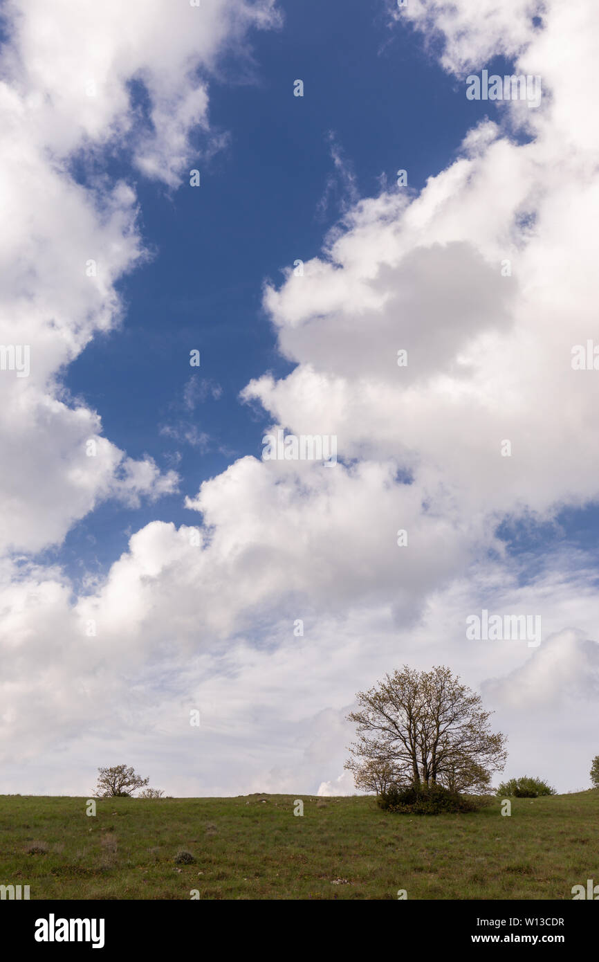 Einige Pflanzen und Baum unter einem blauen Himmel mit einem großen cloudscape Stockfoto