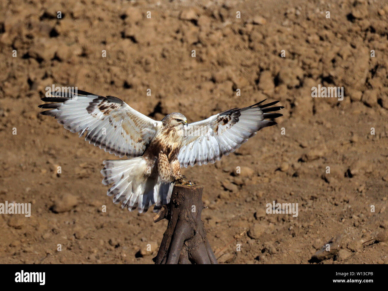 Fuß Bussard Stockfoto