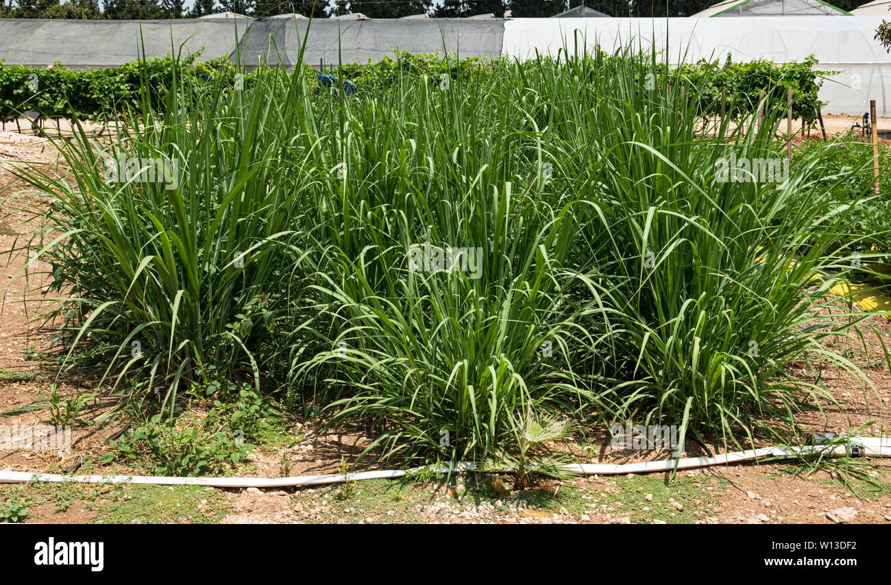 Einen kleinen Plot von Zuckerrohr auf einem Forschung test Bauernhof in Israel mit shadehouses im Hintergrund und Bewässerungsanlagen im Vordergrund. Stockfoto