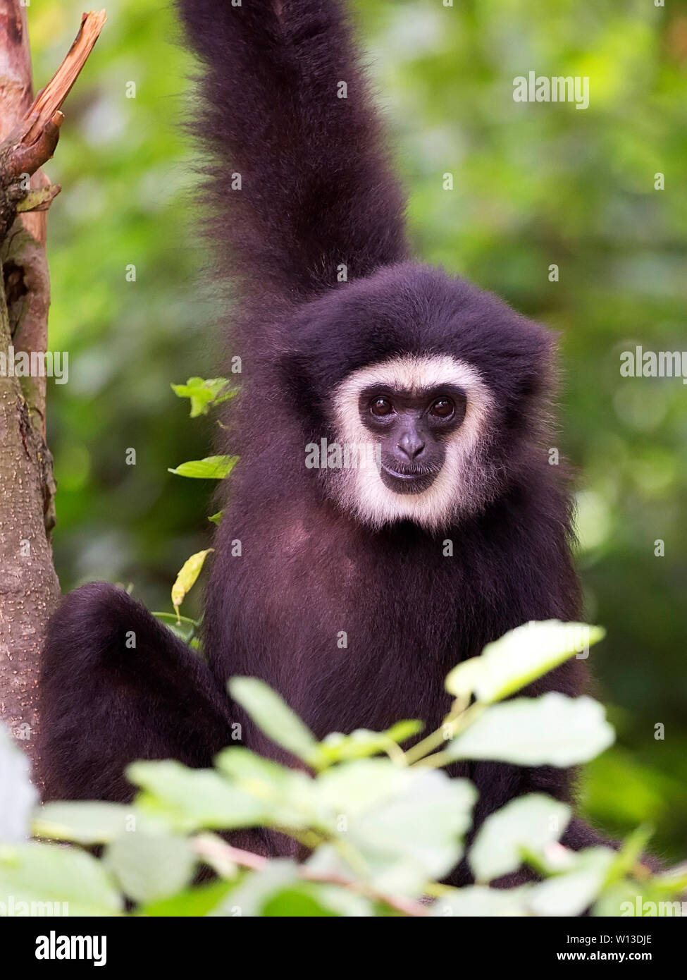 Lar Gibbon ein Porträt Stockfoto