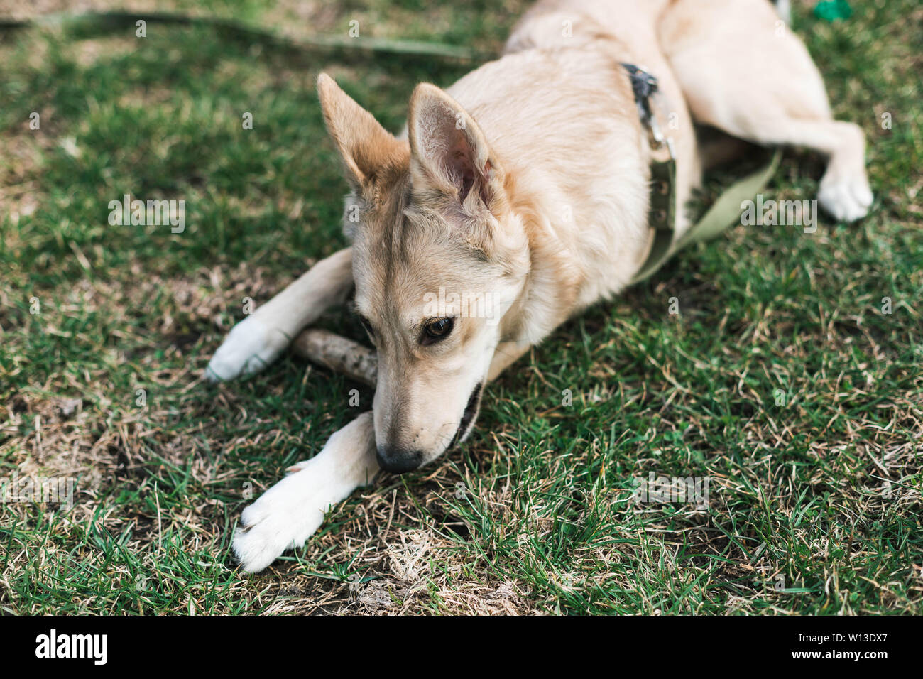 Beige schöner Hund, Husky Knabbereien ein Stick Stockfoto