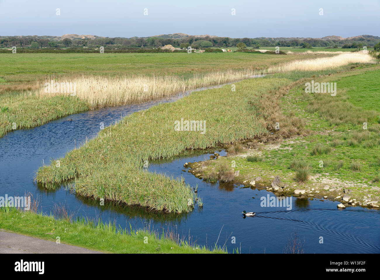 Reed Bed and Entwässerungsgraben mit Sanddünen über, Braunton Marsh, North Devon, Großbritannien Stockfoto